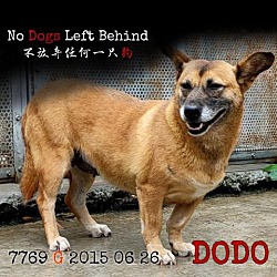 Photo of Dodo 7769