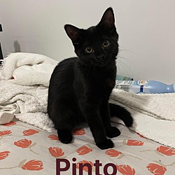 Thumbnail photo of Pinto Bean #2