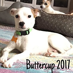 Photo of Buttercup (Los Alamitos)