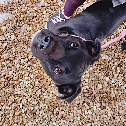 Thumbnail photo of BLACKY #3