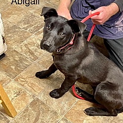 Thumbnail photo of Abigail #4