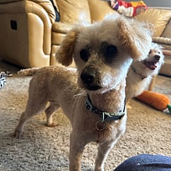 Farmington, Mn - Poodle (miniature). Meet Smooter D5889 A Pet For 