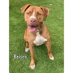 Photo of BRISCO