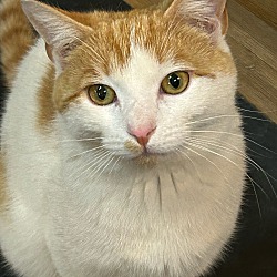 Photo of Meow Gibson