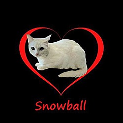 Thumbnail photo of Snowball #gentle-introvert #1