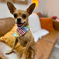 adopt a pet