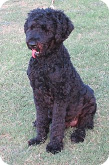 Plano Tx Poodle Standard Meet Kermit Sweet Playful Pup A Pet For Adoption Plano Tx Poodle Standard Meet
