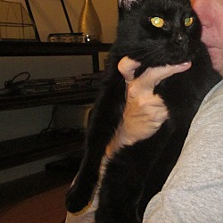 Thumbnail photo of SABLE- Golden Eye Kitty'13 #4