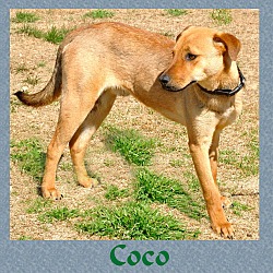 Thumbnail photo of CoCo #3