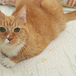 Thumbnail photo of Pappy the Wonder Cat (3 legged #2