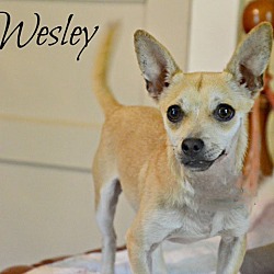 Thumbnail photo of Wesley #1