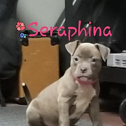 Thumbnail photo of Seraphina - Fantastic Beasts #1