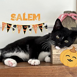 Thumbnail photo of Salem #1