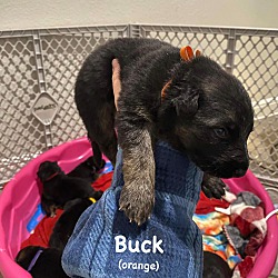 Photo of Buck