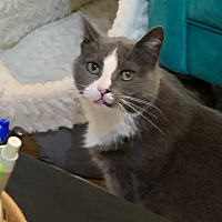 adopt a pet