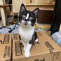 adopt a pet