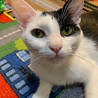 adopt a pet