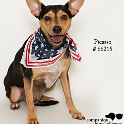 Thumbnail photo of Pico, Aka Picasso  (Foster) #3