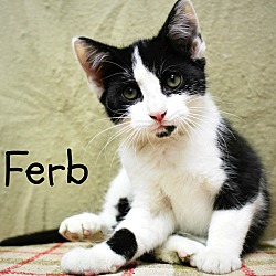 Thumbnail photo of Ferb-Vocal, affectionate baby #3