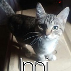 Thumbnail photo of Inni #2