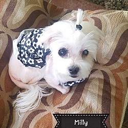 Thumbnail photo of Milly #2