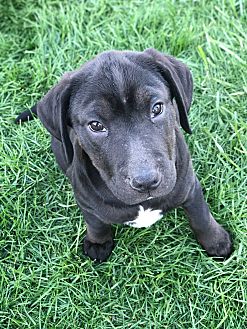 Naperville Area Humane Society