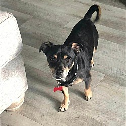 Photo of Jax (aka Jack)