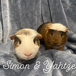 Photo of Simon & Yahtzee