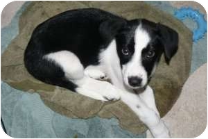 Marlton Nj Border Collie Meet Border Collie Husky Mix Pups A Pet For Adoption