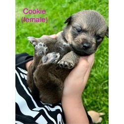 Photo of COOKIE