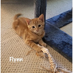 Photo of Flynn