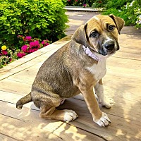 adopt a pet