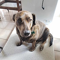 adopt-pet
