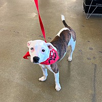 adopt a pet