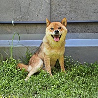 adopt-pet