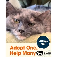 adopt a pet