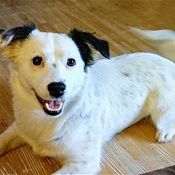 Photo of Calico - adopted!