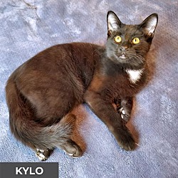 Thumbnail photo of Kylo #1