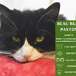 Thumbnail photo of Beau Bear Paxton #1