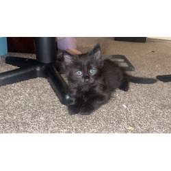 Photo of Black Kitten