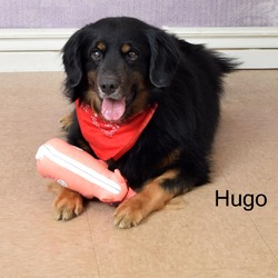 Photo of Hugo