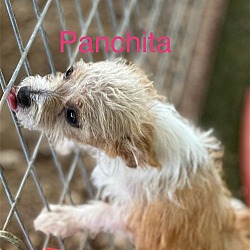 Thumbnail photo of Panchita #3