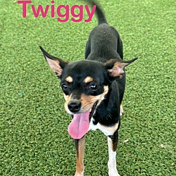 Thumbnail photo of Twiggy #3