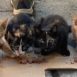 Thumbnail photo of kittens #3