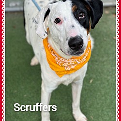 Thumbnail photo of SCRUFFERS #1