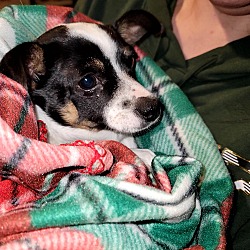 Thumbnail photo of Mochi a Rat Terrier-Chihuahua #1