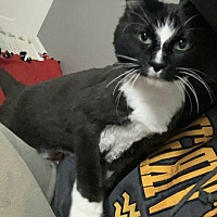 adopt a pet