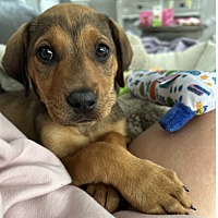 adopt a pet