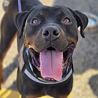 adopt a pet