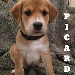 Thumbnail photo of Picard #1